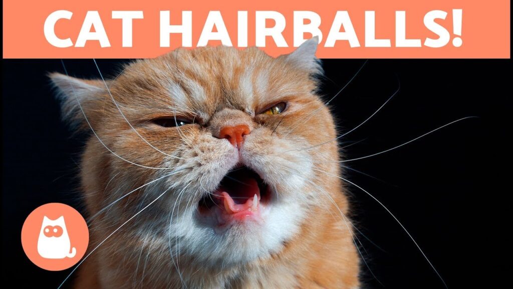 5 Cat Hacks to Understand and Treat Cat Hairballs ?