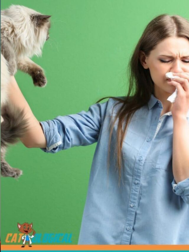 How to Treat Seasonal Allergies in Cats?