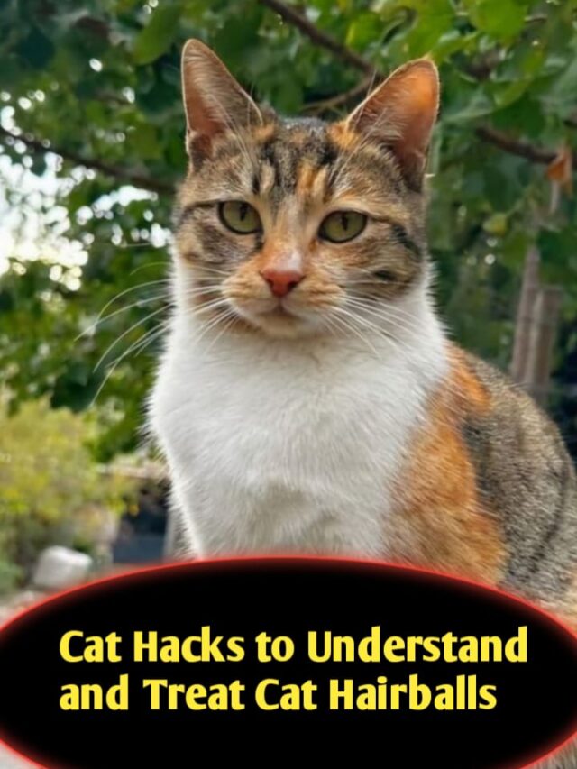 5 Cat Hacks to Understand and Treat Cat Hairballs*