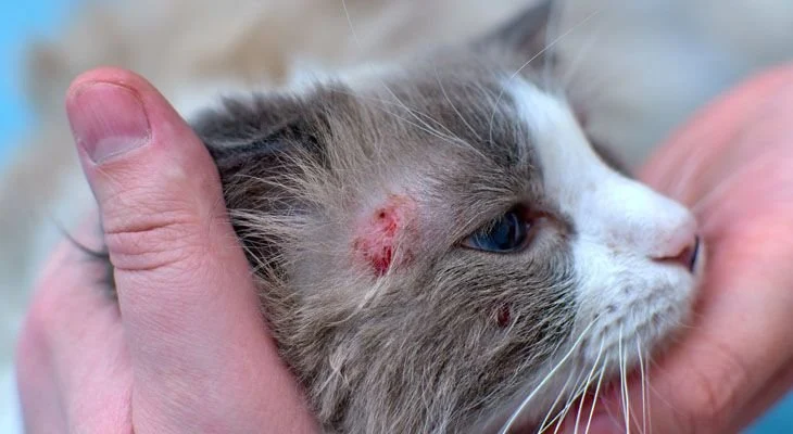 How do you treat seasonal allergies in cats?