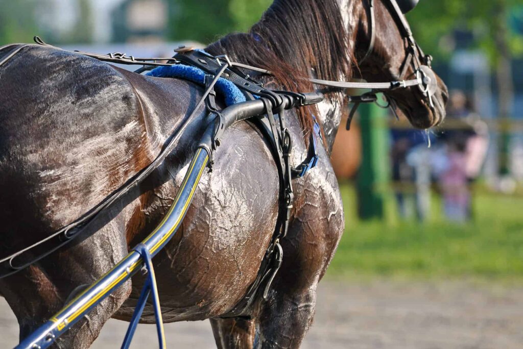 How to Recognize an Overheated Horse
