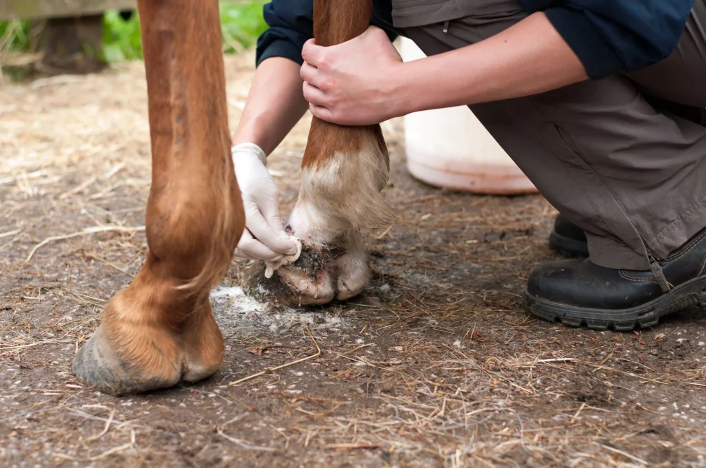 How do you treat a horse injury?