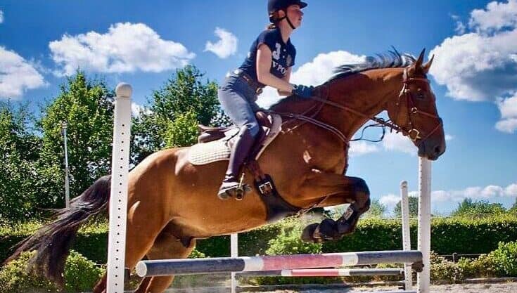 What Horse is Good for Jumping?