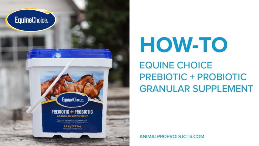 All About Supplements for Horses