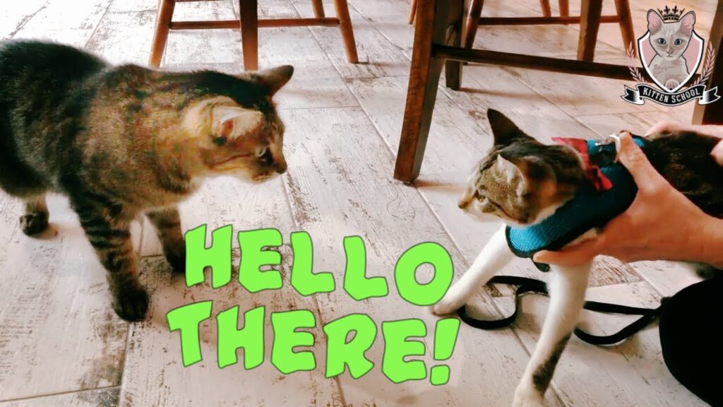 How To Bond With Your New Senior Cat