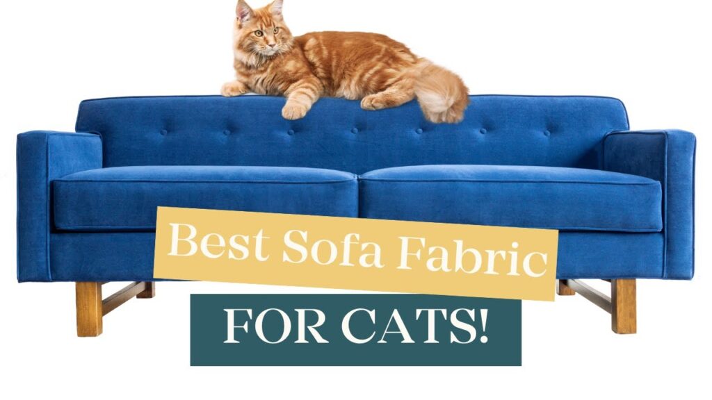What Type Of Sofa is Best For Cats?