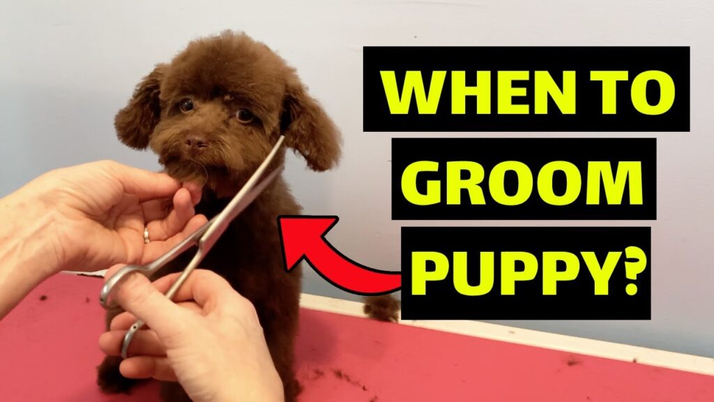 Why You Should Start Grooming Your Puppy From An Early Age