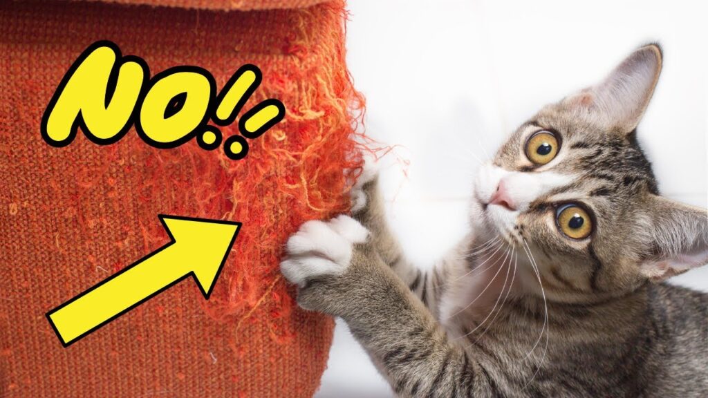 What Type Of Sofa is Best For Cats?