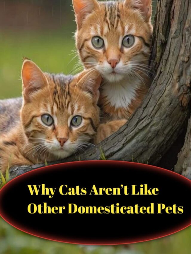 Why Cats Aren’t Like Other Domesticated Pets