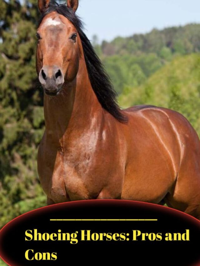 Best Horses for Western Riding