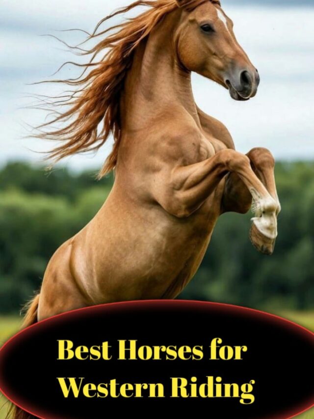 Best Horses for Western Riding