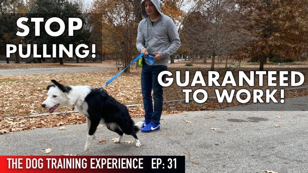 6 Off-Leash Tips For The Dog Park
