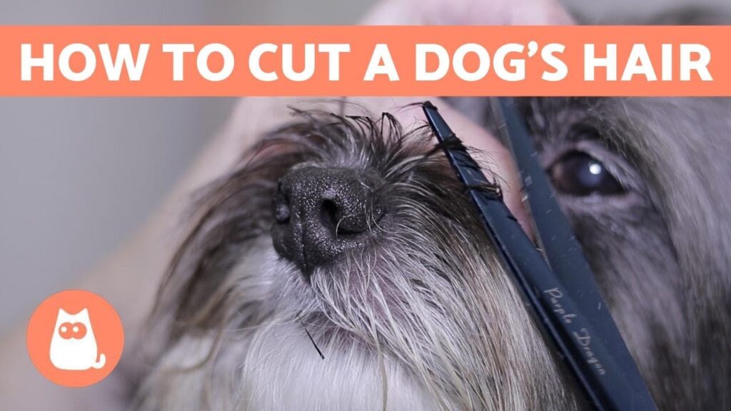 Why You Should Start Grooming Your Puppy From An Early Age
