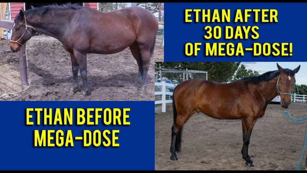 All About Supplements for Horses